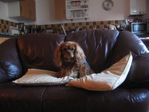Charles Spaniel